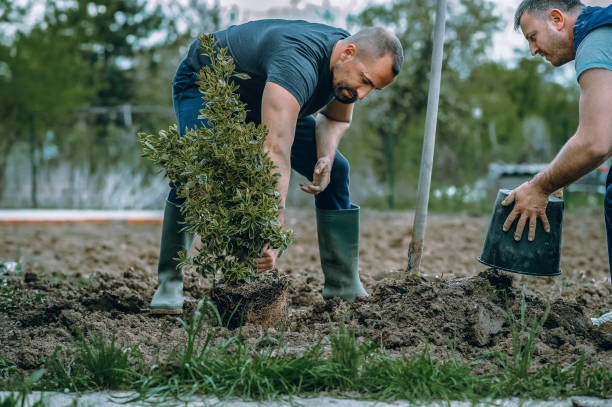 Best Sod Installation  in Chisholm, ME